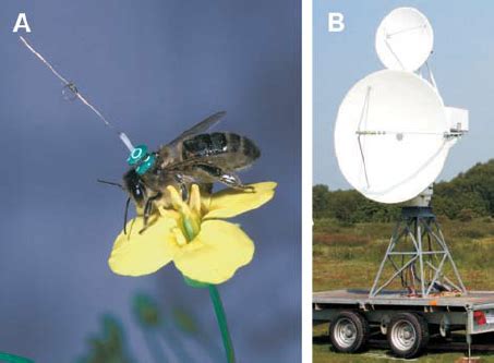 Harmonic radar transceiver design: miniature tags for insect 